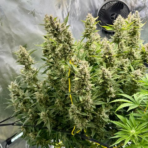 Banana Purple Punch Auto growlog timeline photo