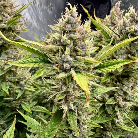 Banana Purple Punch Auto growlog timeline photo