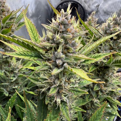 Banana Purple Punch Auto growlog timeline photo