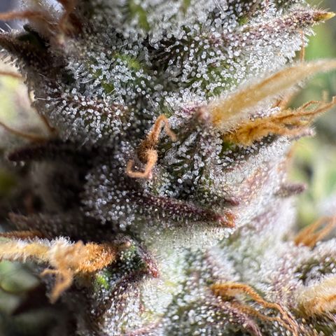 Banana Purple Punch Auto growlog timeline photo