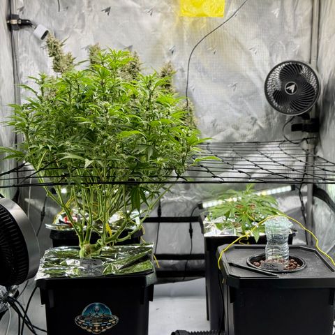 Banana Purple Punch Auto growlog timeline photo