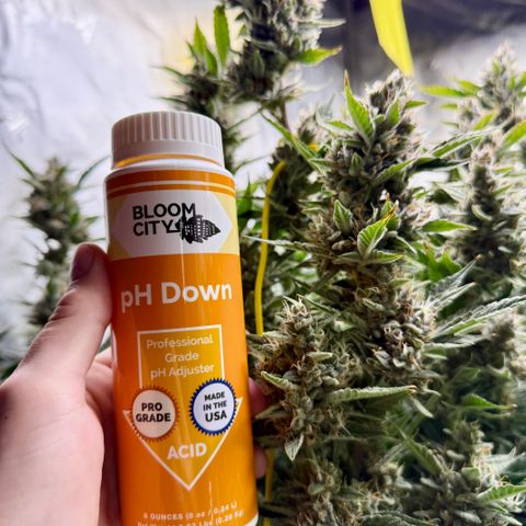 Banana Purple Punch Auto growlog timeline photo