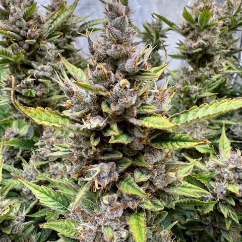 Banana Purple Punch Auto growlog timeline photo