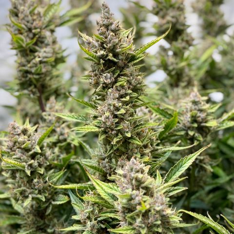 Banana Purple Punch Auto growlog timeline photo
