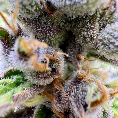 Banana Purple Punch Auto growlog timeline photo