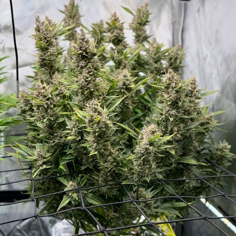 Banana Purple Punch Auto growlog timeline photo