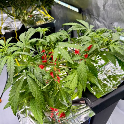 Blue Dream Auto Atlas growlog timeline photo