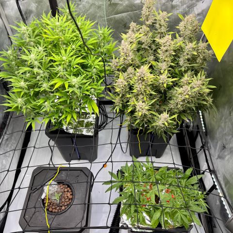Banana Purple Punch Auto growlog timeline photo