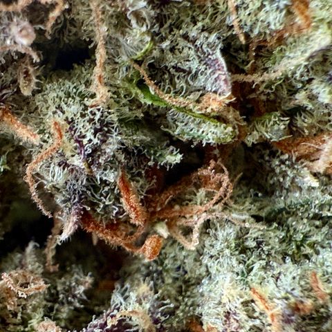 Sour Stomper 1 growlog timeline photo