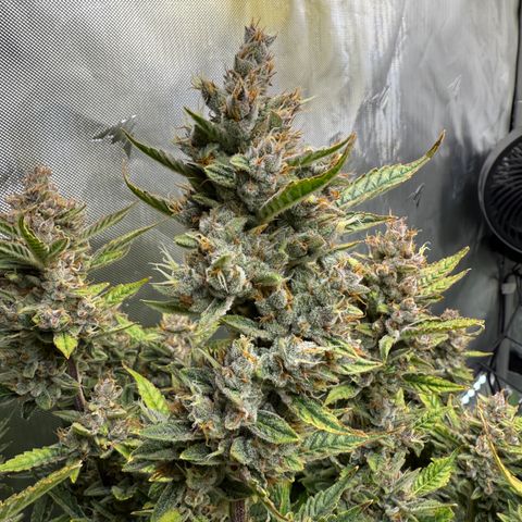 Banana Purple Punch Auto growlog timeline photo
