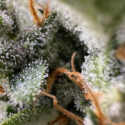 Banana Purple Punch Auto growlog timeline photo