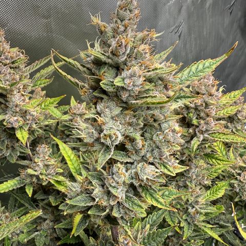 Banana Purple Punch Auto growlog timeline photo
