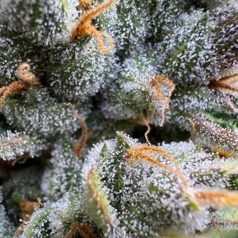 Banana Purple Punch Auto growlog timeline photo