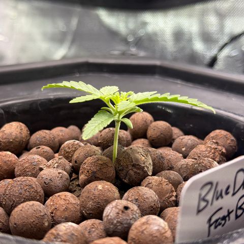 Blue Dream Auto Atlas growlog timeline photo
