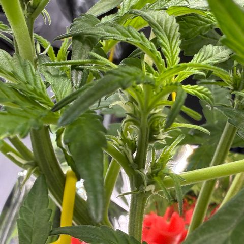 Blue Dream Auto Atlas growlog timeline photo