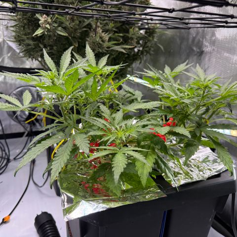 Blue Dream Auto Atlas growlog timeline photo