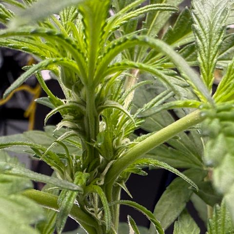 Blue Dream Auto Atlas growlog timeline photo