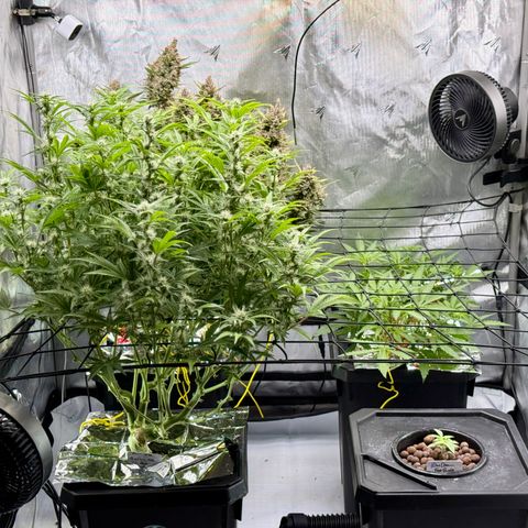 Banana Purple Punch Auto growlog timeline photo