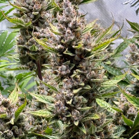 Banana Purple Punch Auto growlog timeline photo
