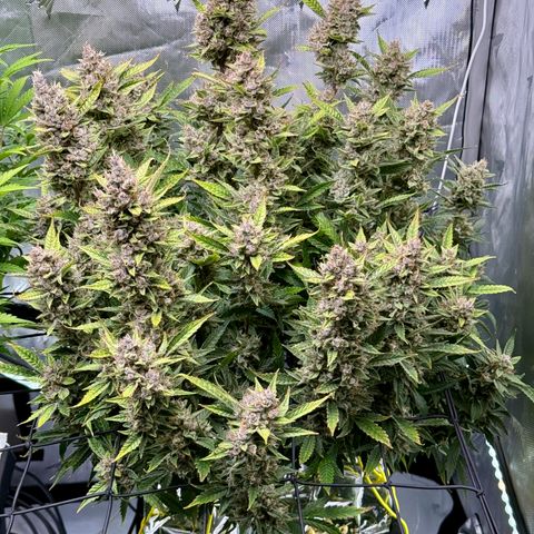 Banana Purple Punch Auto growlog timeline photo