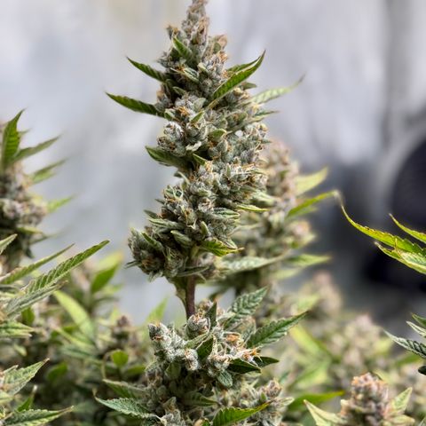 Banana Purple Punch Auto growlog timeline photo