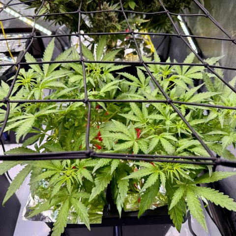 Blue Dream Auto Atlas growlog timeline photo