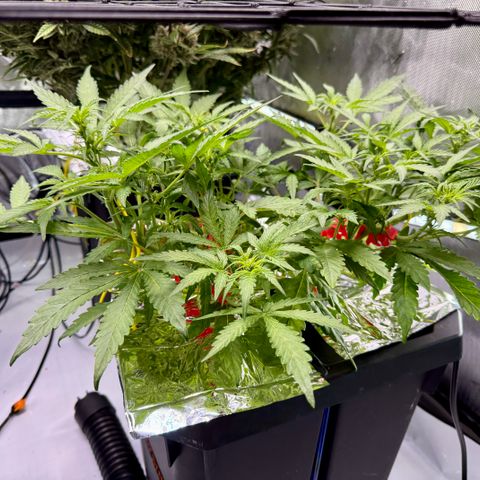 Blue Dream Auto Atlas growlog timeline photo