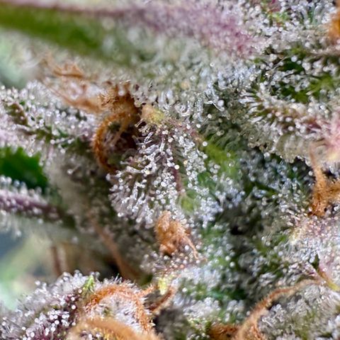 Banana Purple Punch Auto growlog timeline photo
