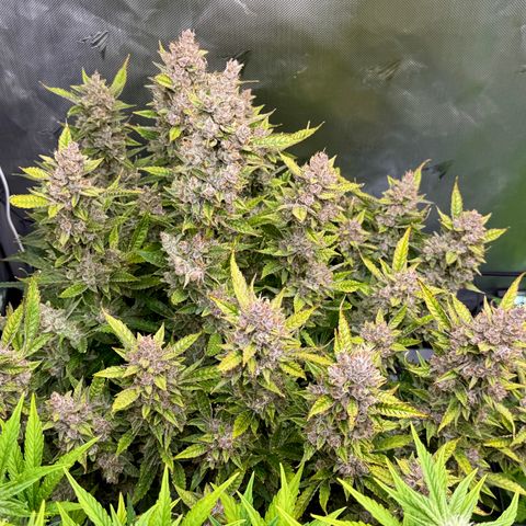 Banana Purple Punch Auto growlog timeline photo