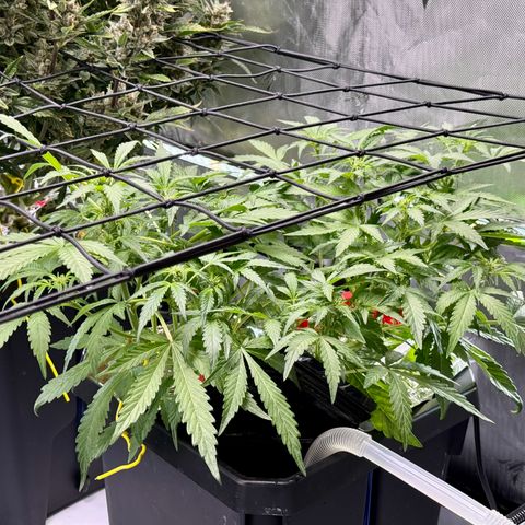 Blue Dream Auto Atlas growlog timeline photo