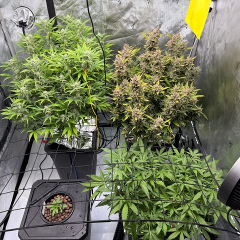 Banana Purple Punch Auto growlog timeline photo