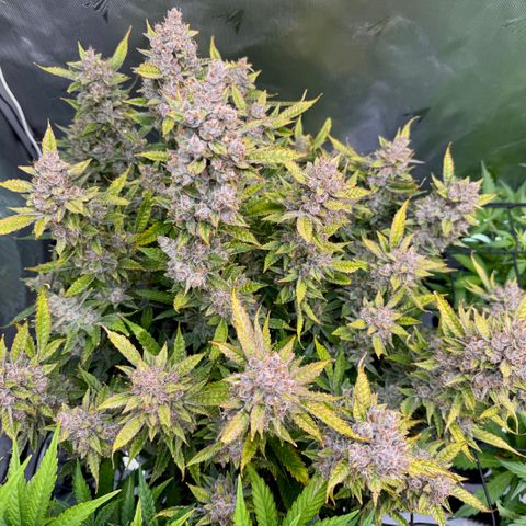 Banana Purple Punch Auto growlog timeline photo