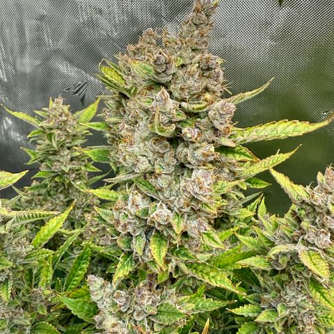 Banana Purple Punch Auto growlog timeline photo