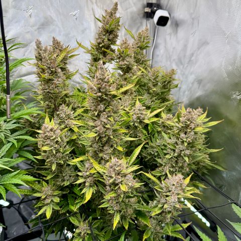 Banana Purple Punch Auto growlog timeline photo