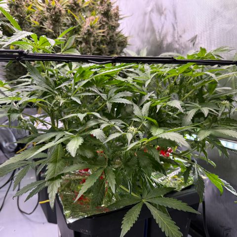Blue Dream Auto Atlas growlog timeline photo