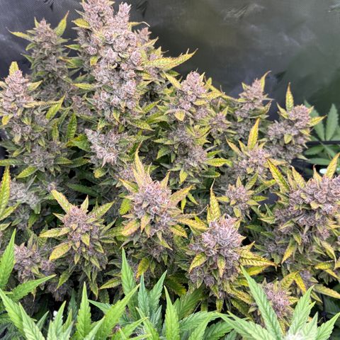 Banana Purple Punch Auto growlog timeline photo