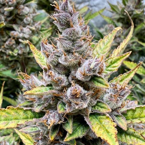 Banana Purple Punch Auto growlog timeline photo