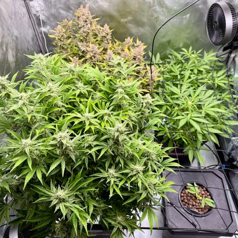 Banana Purple Punch Auto growlog timeline photo