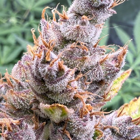 Banana Purple Punch Auto growlog timeline photo