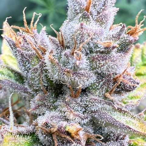 Banana Purple Punch Auto growlog timeline photo