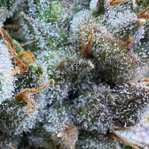 Banana Purple Punch Auto growlog timeline photo
