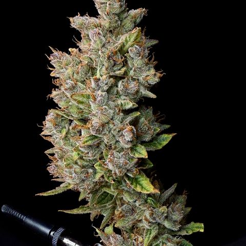 Banana Purple Punch Auto growlog timeline photo
