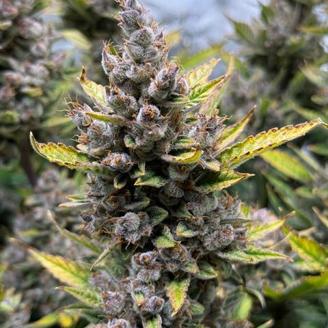 Banana Purple Punch Auto growlog timeline photo
