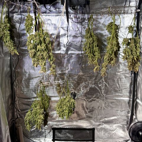 Banana Purple Punch Auto growlog timeline photo
