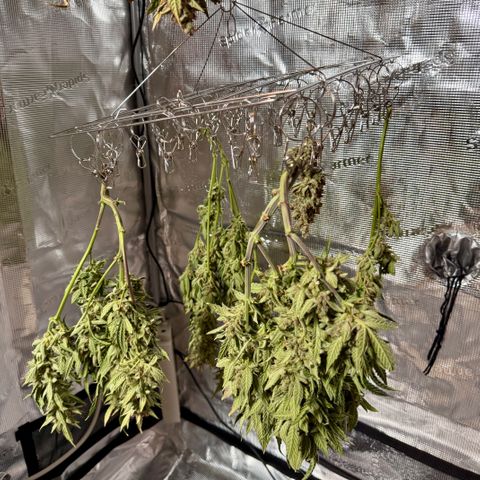 Banana Purple Punch Auto growlog timeline photo