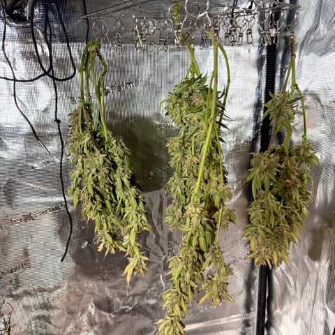 Banana Purple Punch Auto growlog timeline photo