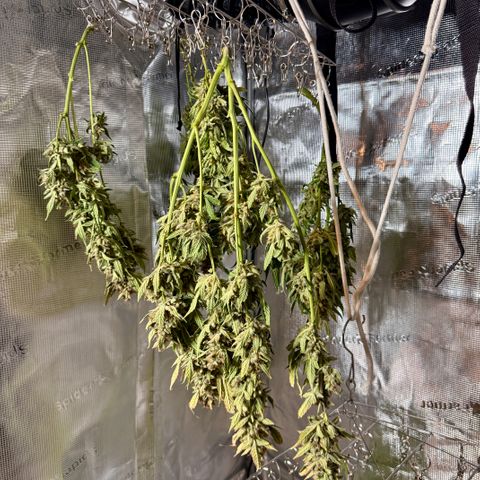 Banana Purple Punch Auto growlog timeline photo