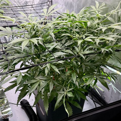 Blue Dream Auto Atlas growlog timeline photo