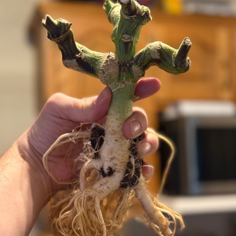 Banana Purple Punch Auto growlog timeline photo