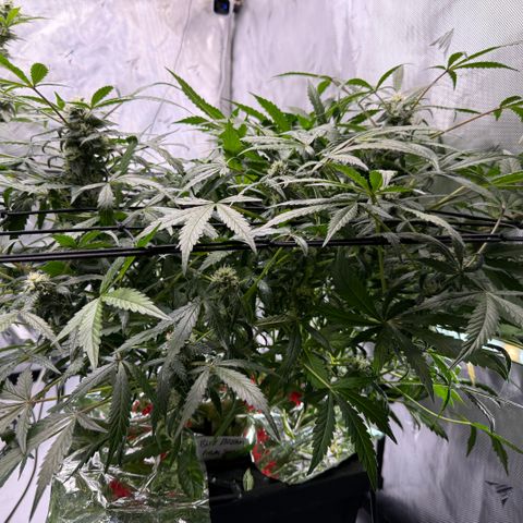 Blue Dream Auto Atlas growlog photo: Defoliated 1/5 of plant
